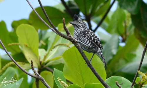 Barred Antshrike